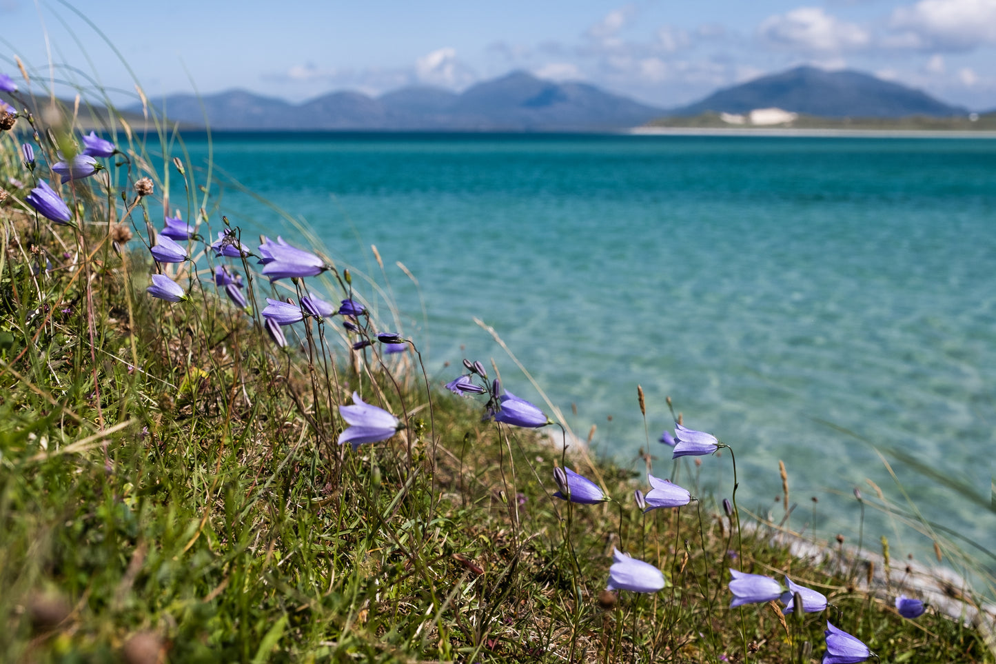 Harebells at Seilebost, Isle of Harris - Photographic Print