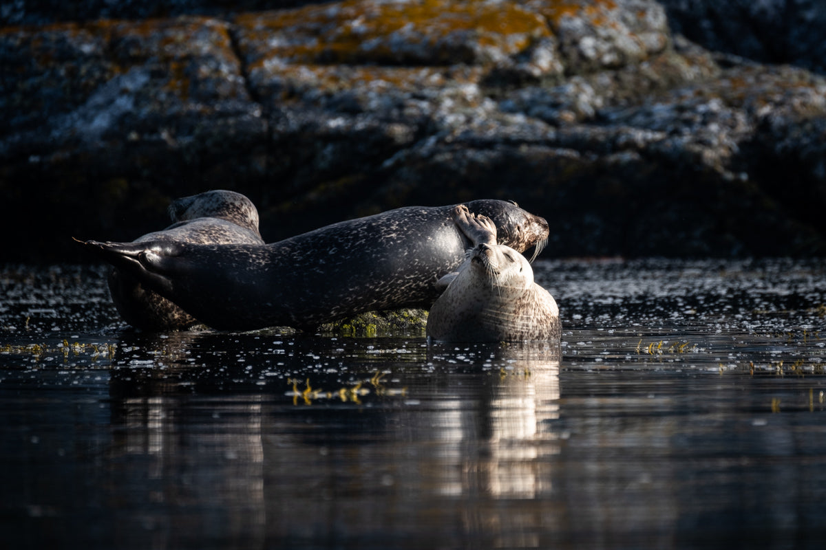 Margaret Soraya Bays of Harris Seal -2 - photographic print