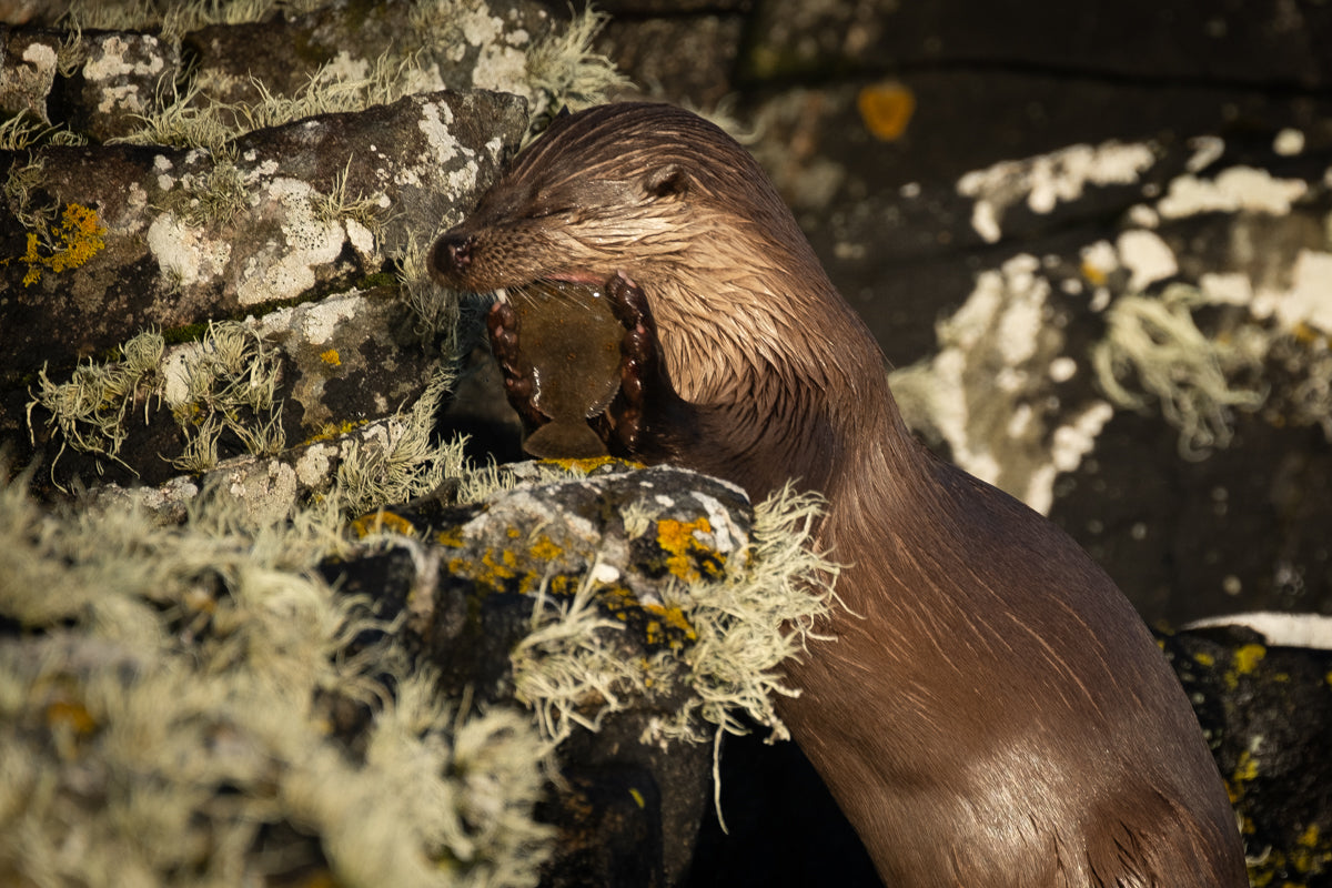 Otter on the Isle of Harris l - Photographic Print