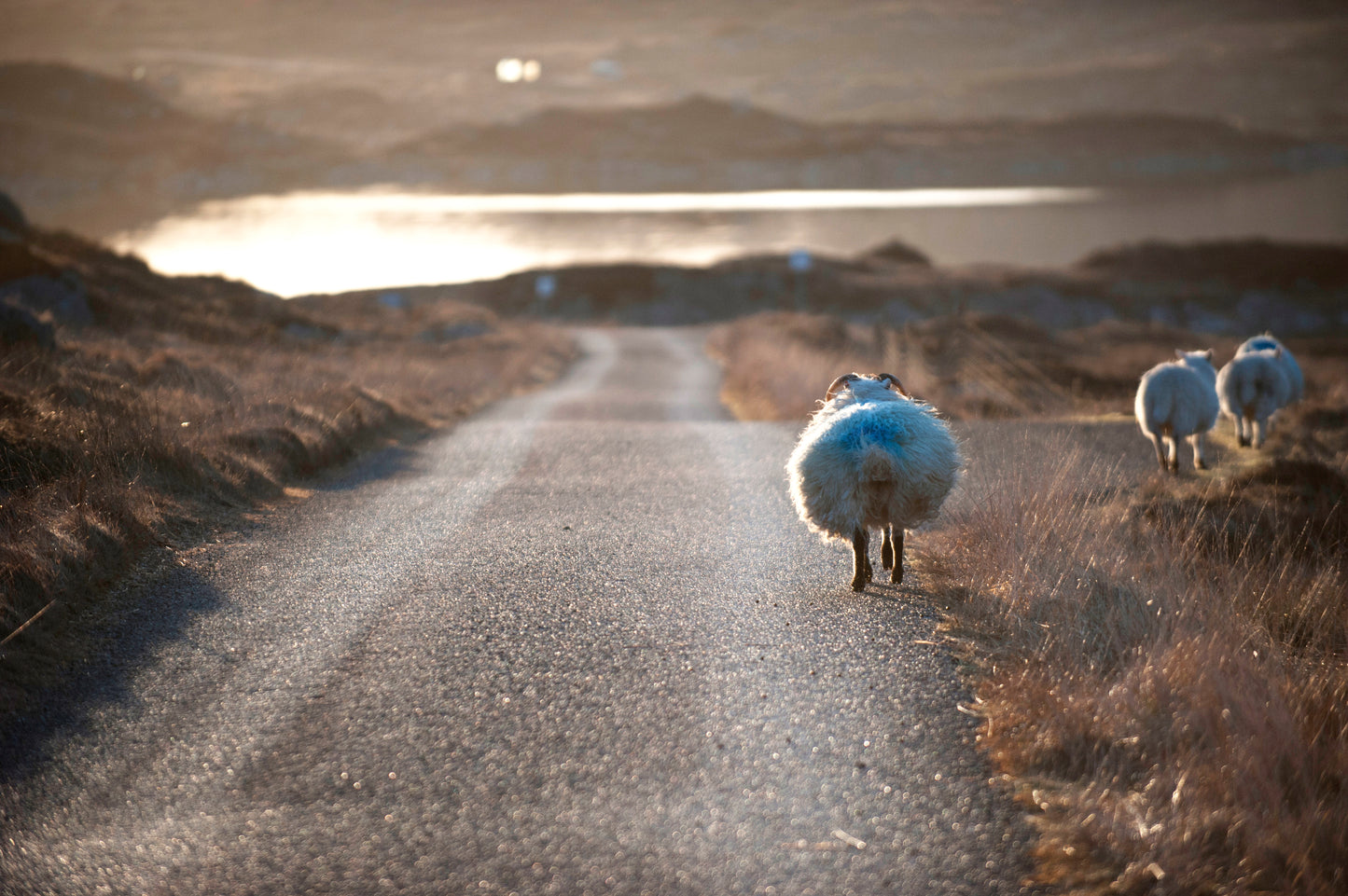 Sheep strolling down the road, Isle of Harris - Photographic Print
