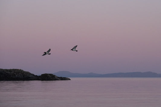 Early morning, The Bays of Harris ll   - Photographic Print