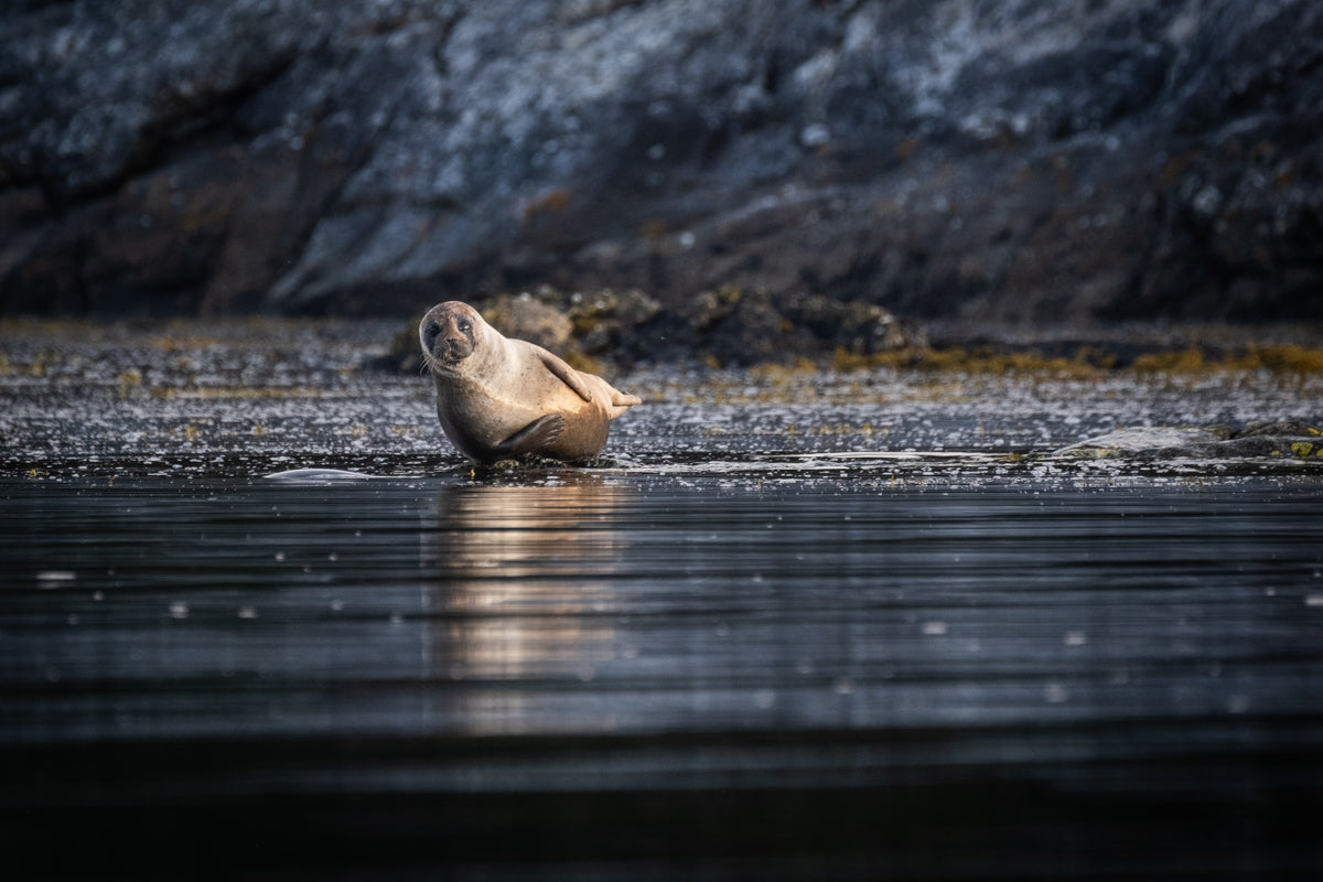 Margaret Soraya Bays of Harris Seal -1 - photographic print