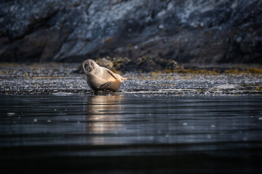 Margaret Soraya Bays of Harris Seal -1 - photographic print