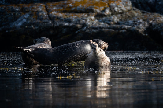 Margaret Soraya Bays of Harris Seal -2 - photographic print