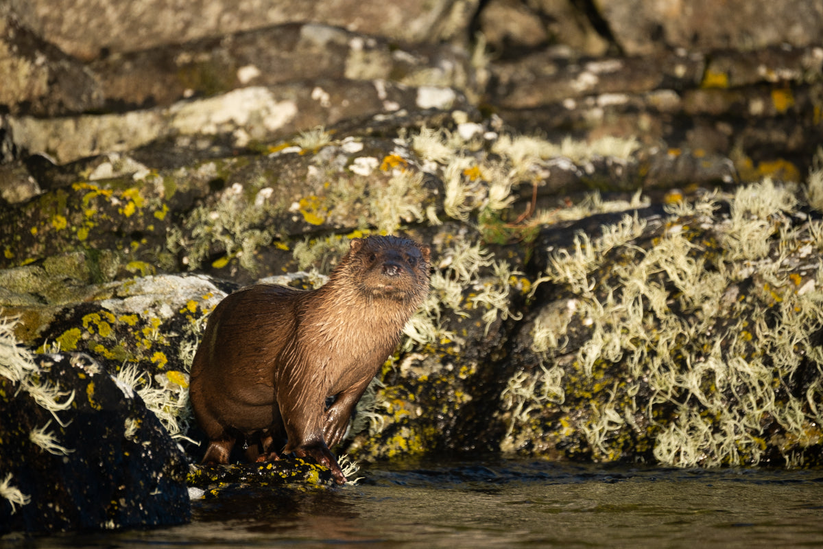 Otter on the Isle of  Harris ll    - Photographic Print