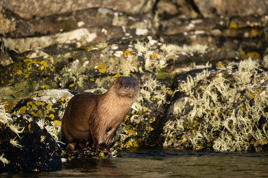 Otter on the Isle of  Harris ll    - Photographic Print