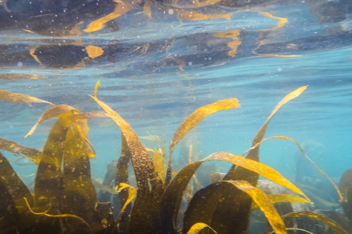 Underwater, St Kilda II-  Photographic print